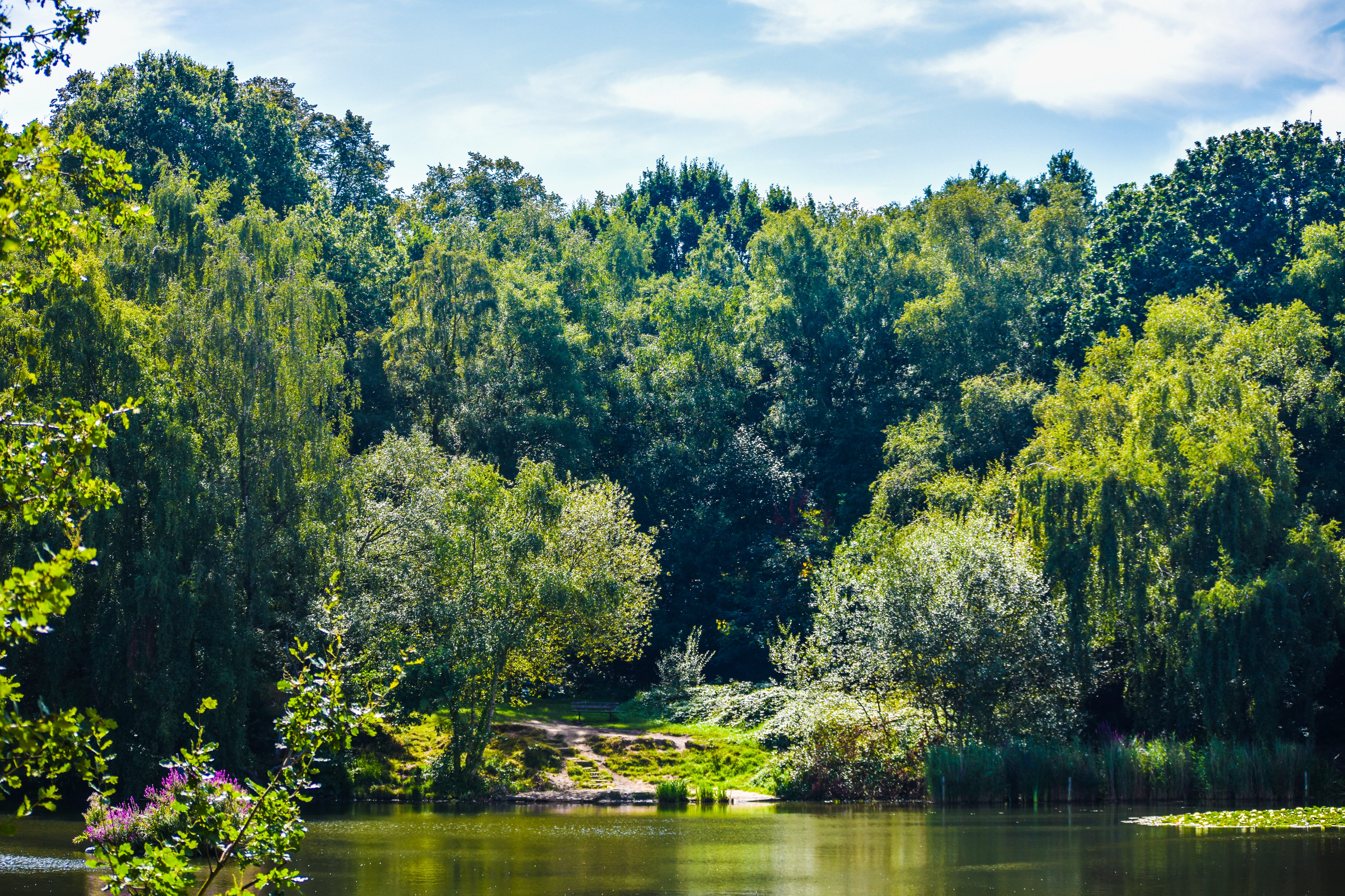 Tall green trees behind pond in Hampstead Heath, London 