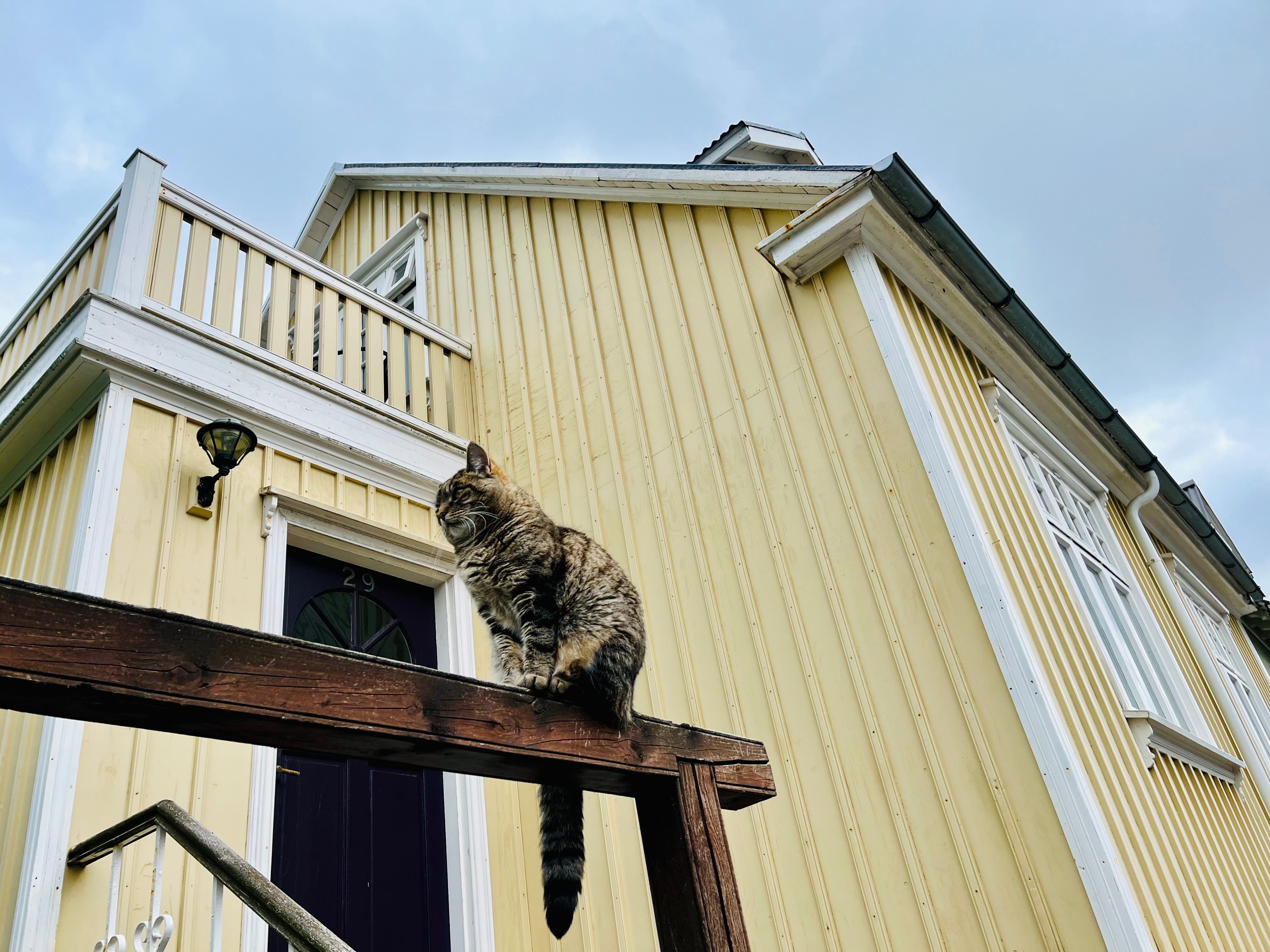 Cat cafe in Reykjavik, Iceland