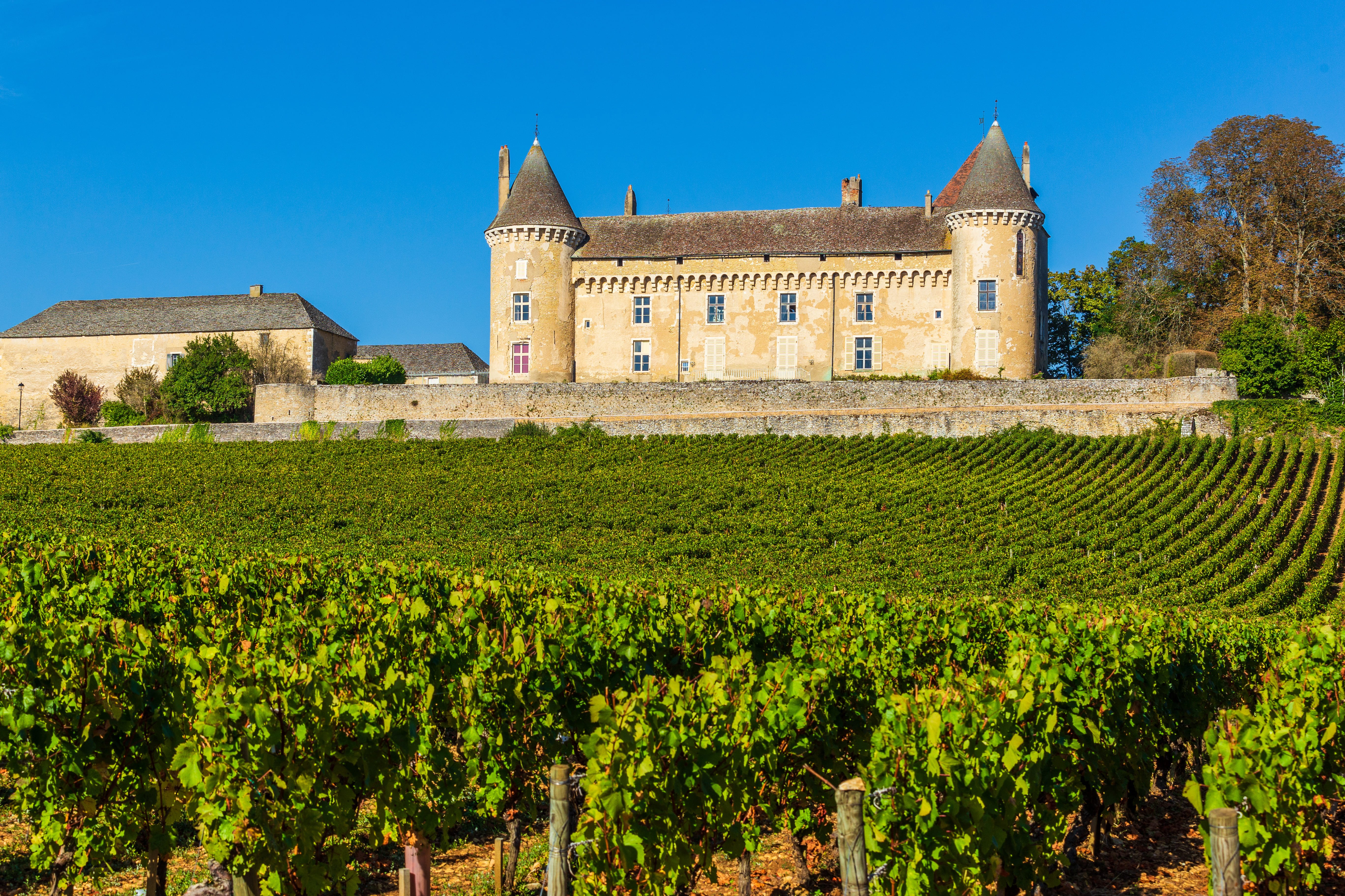 Vineyard in France in September