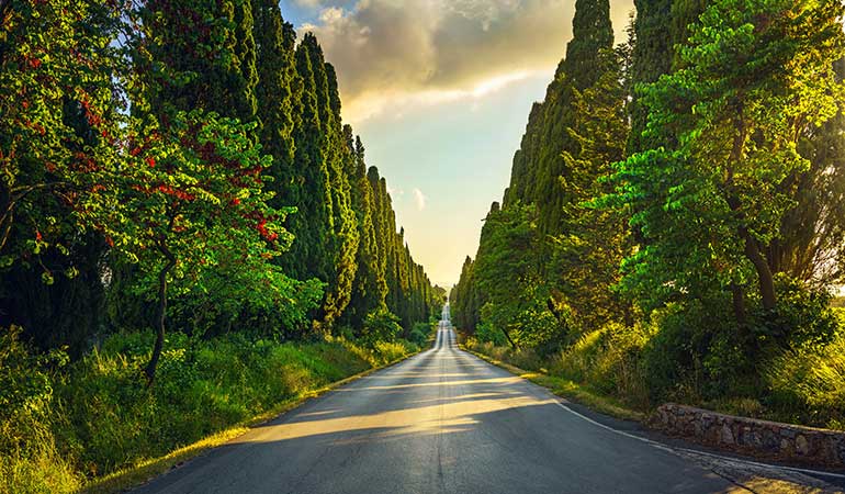 bolgheri wineries in tuscany