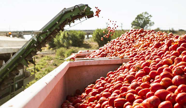 tomato throwing festival bunol spain