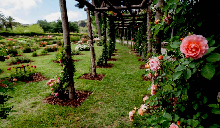 garden of roses