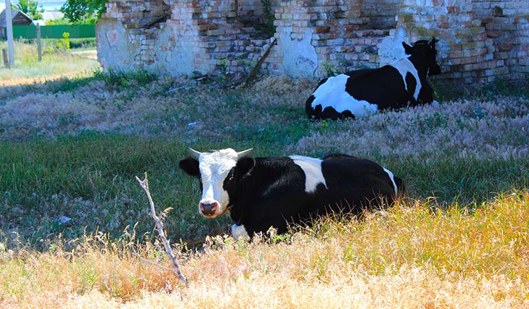 roman forum Campo Vaccino