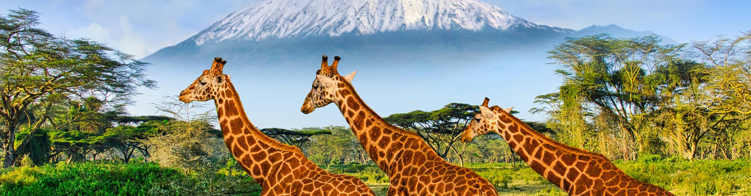 Giraffes in Tsavo West National Park in Kenya