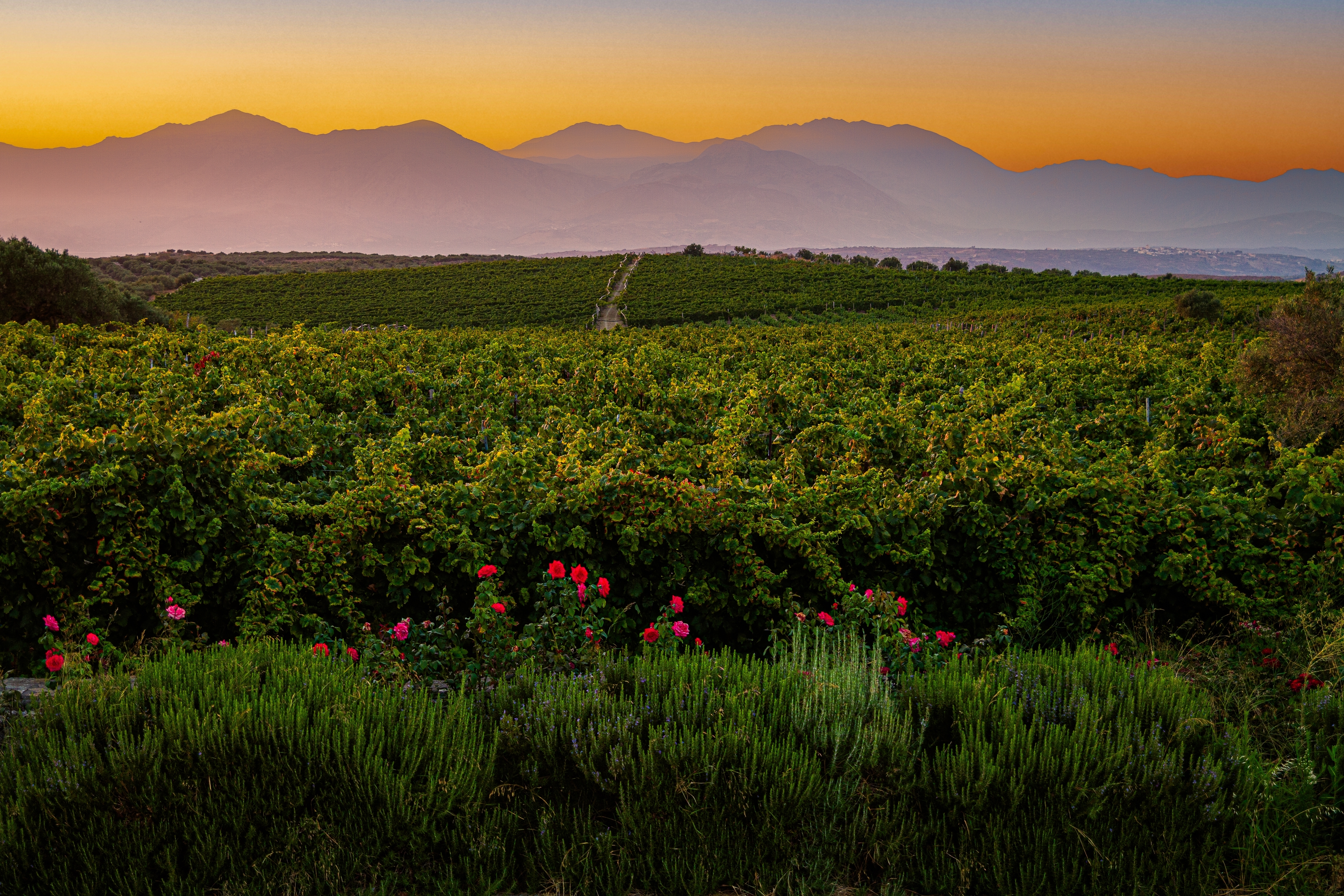 Sunrise at Alagni vineyards, Heraklion, Crete, Greece