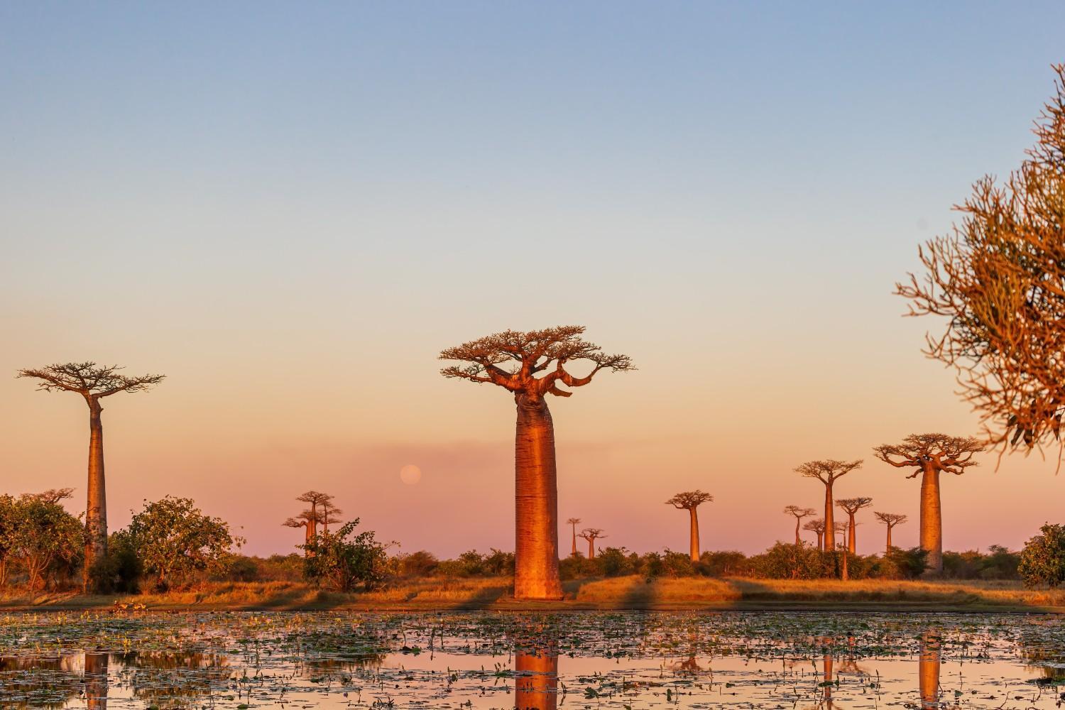Dirt path lined with baobab trees in Madagascar