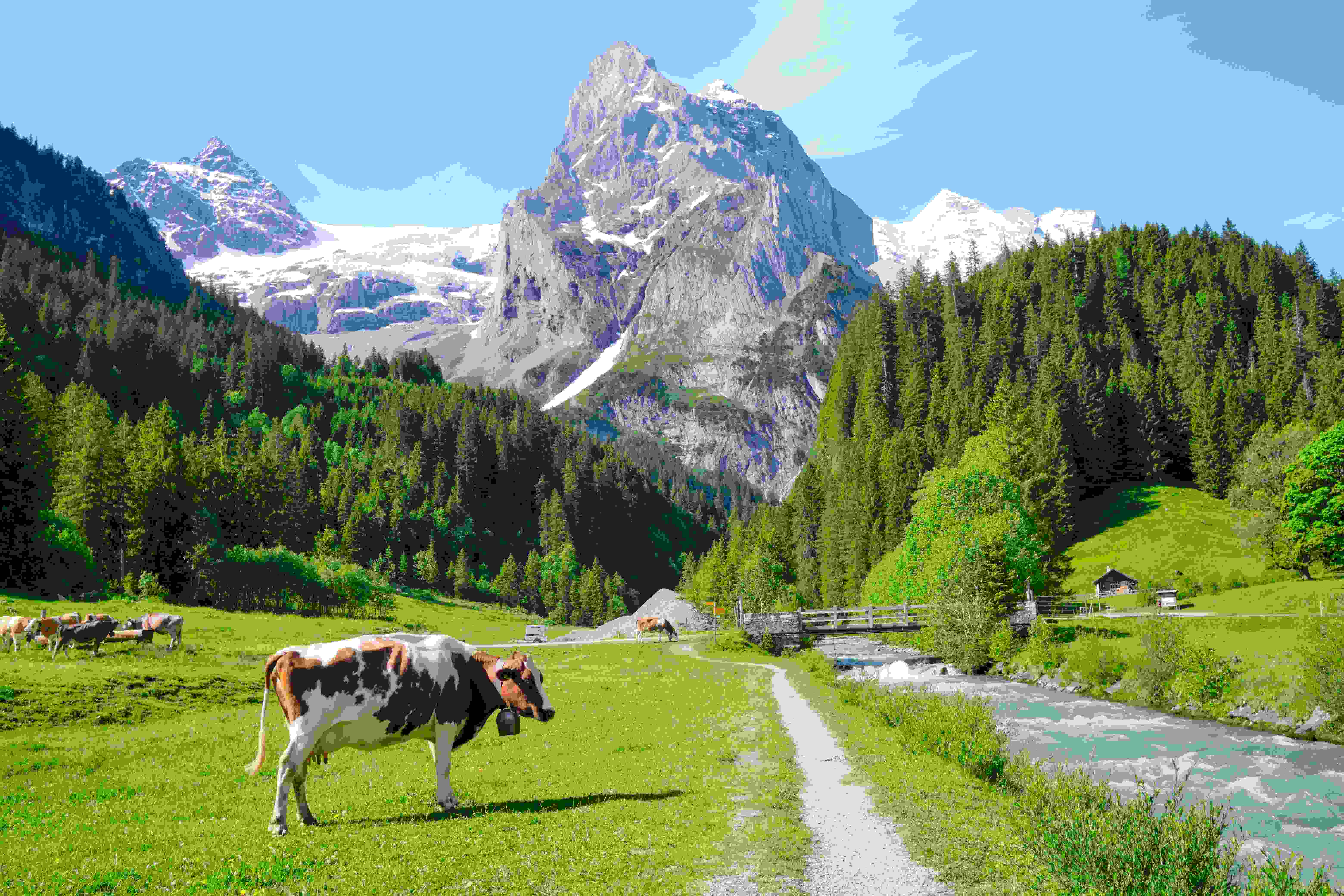 A beautiful landscape in Switzerland, featuring a cow near a river, surrounded by lush greenery and mountains, with visible glaciers in the background