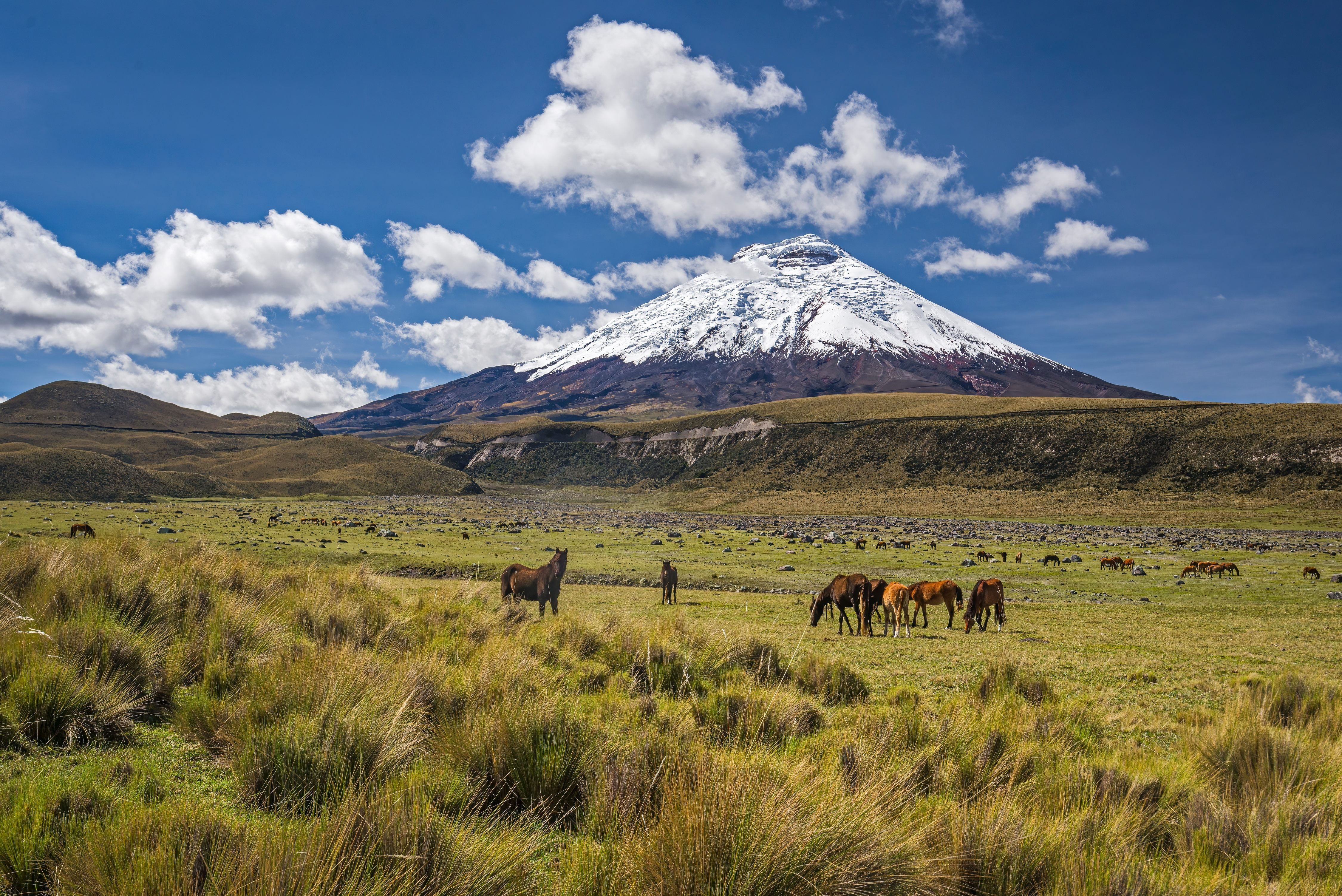 Snowcapped Cotopaxi volcano with grazing horses in the meadow in front in Ecuador