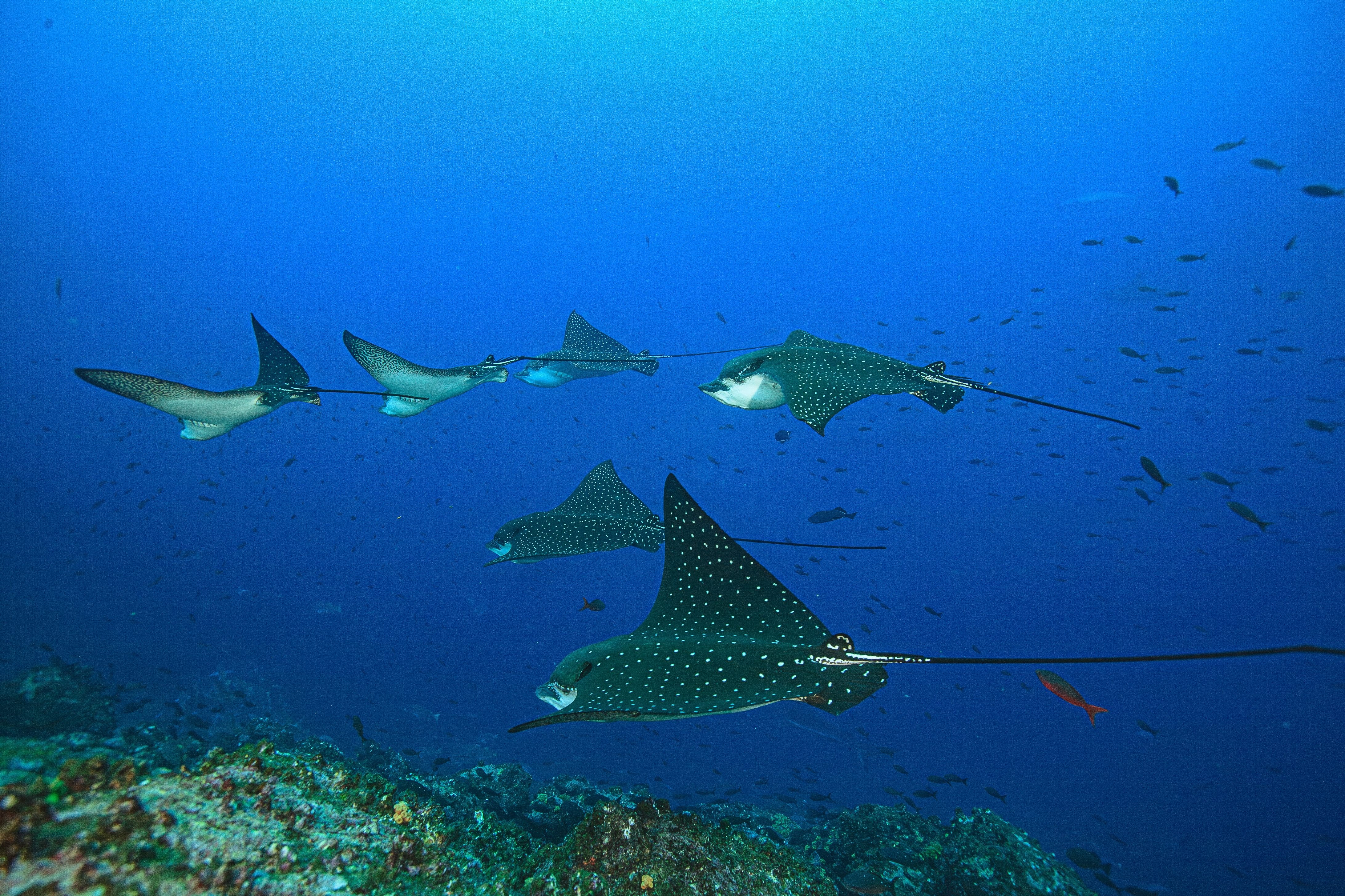 Eagle rays glide through the waters around the Galapagos Islands