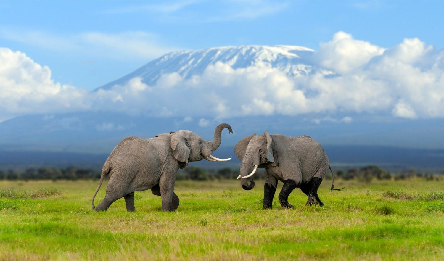 things to do in Tanzania