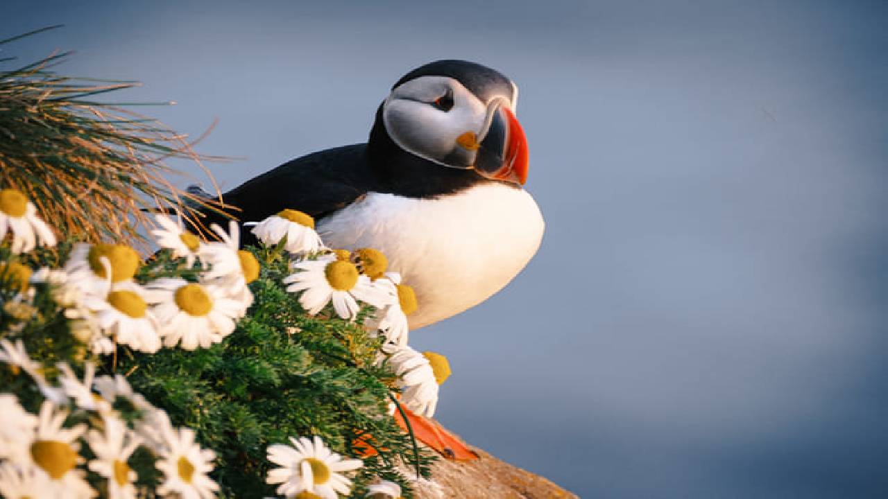 South Coast Adventure and Northern Lights