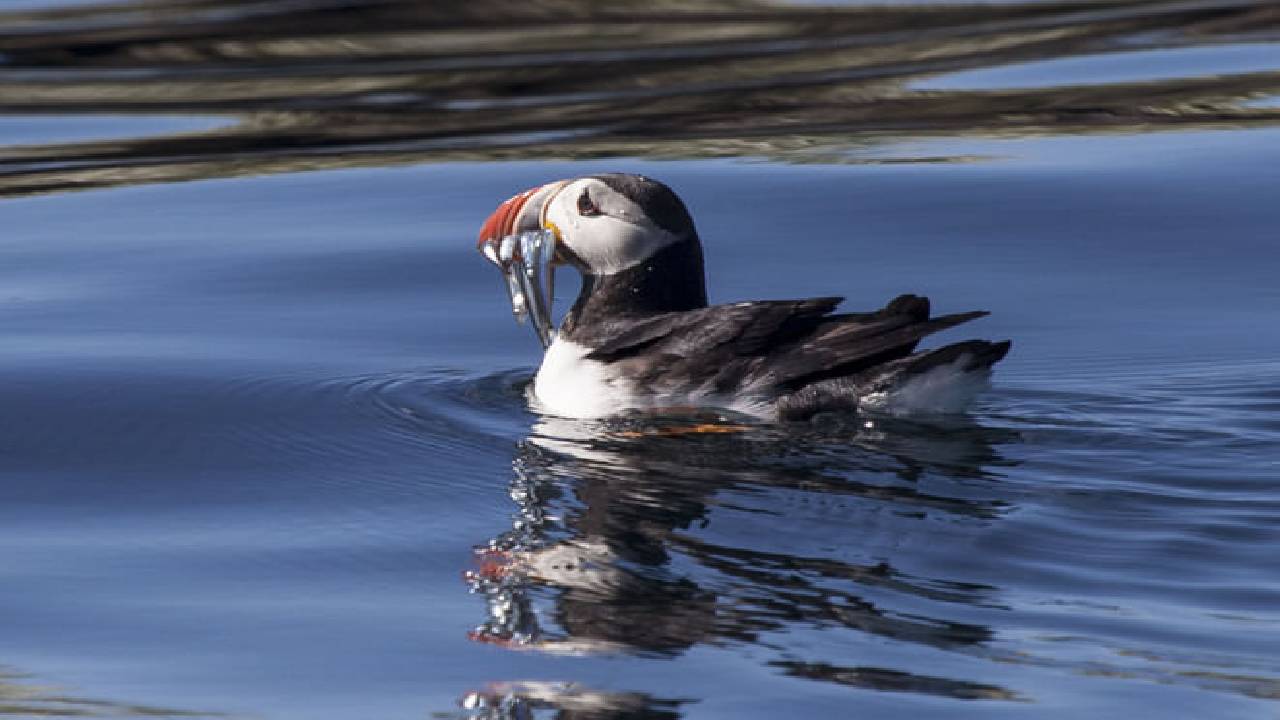 Puffin Express by RIB Speedboat