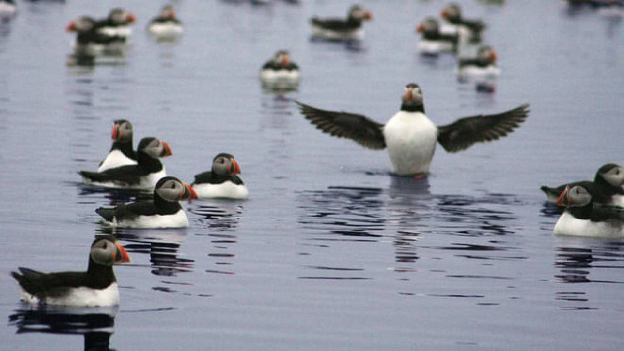 Whales & Puffins
