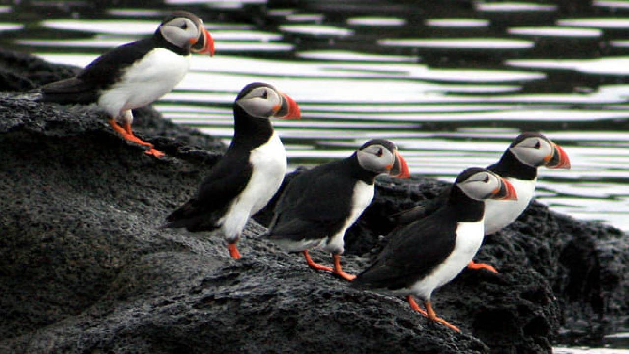 Whales & Puffins