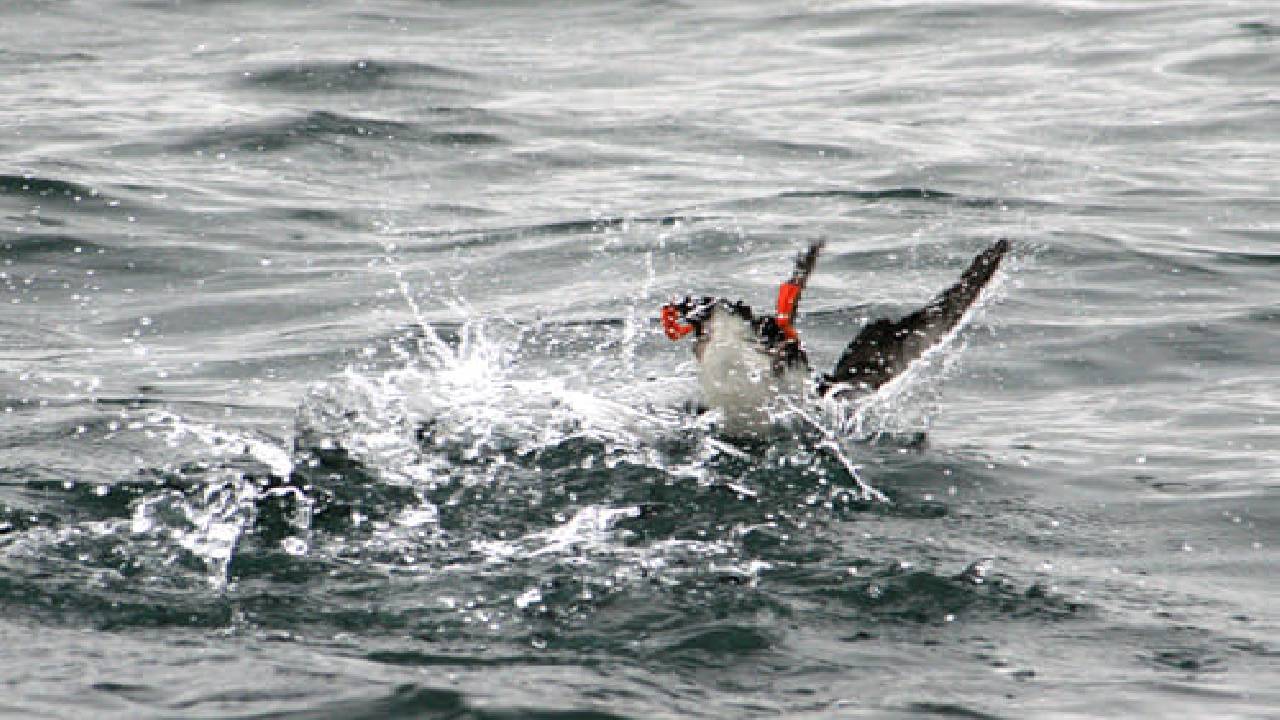 Whales & Puffins