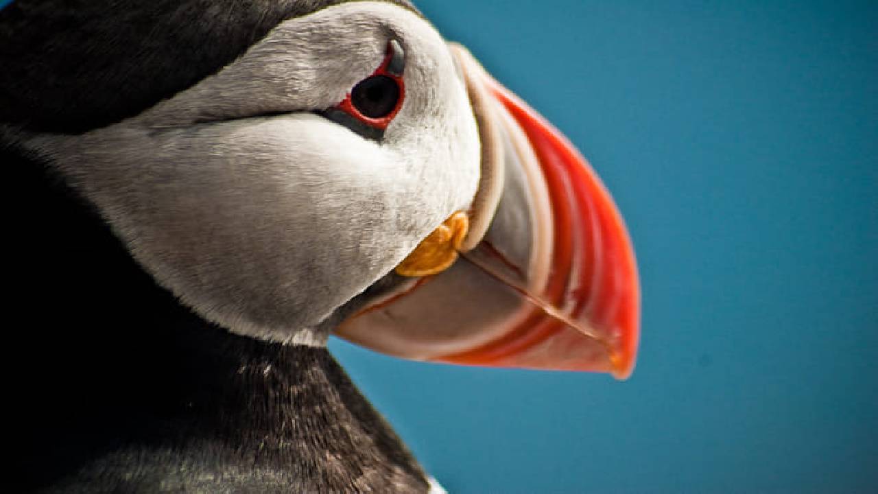 Whales & Puffins