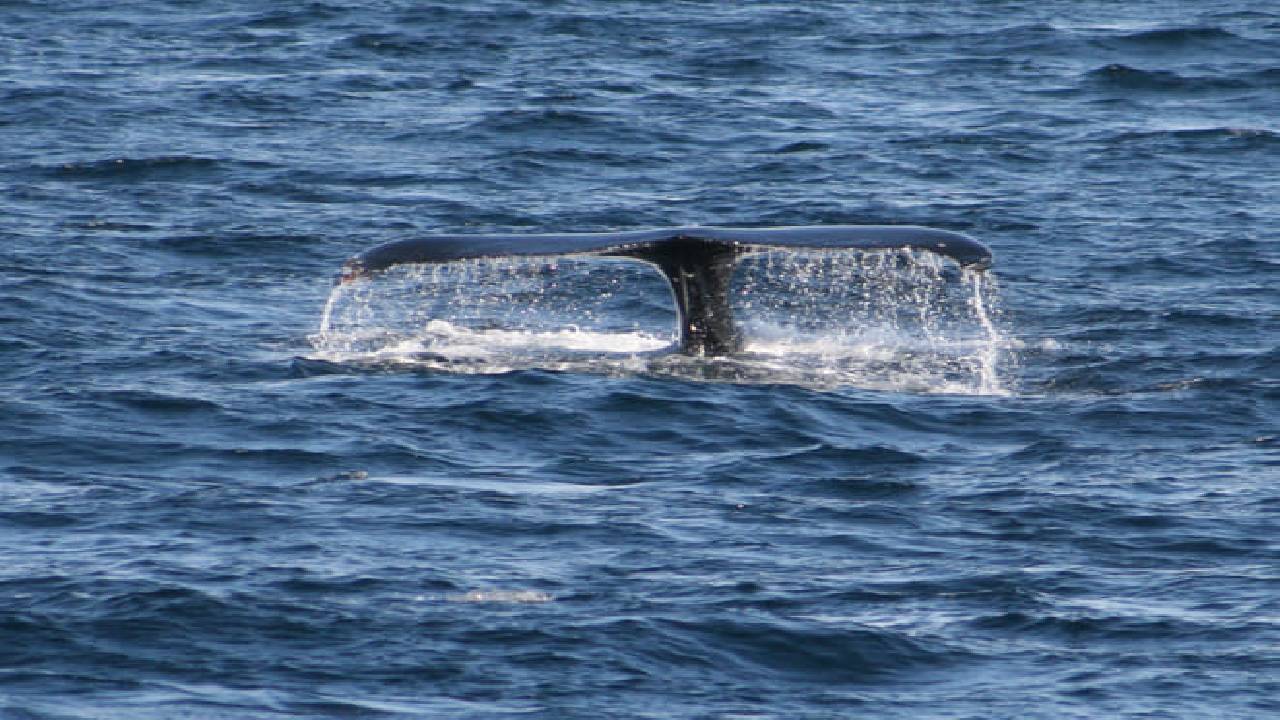 Whales & Sea Angling