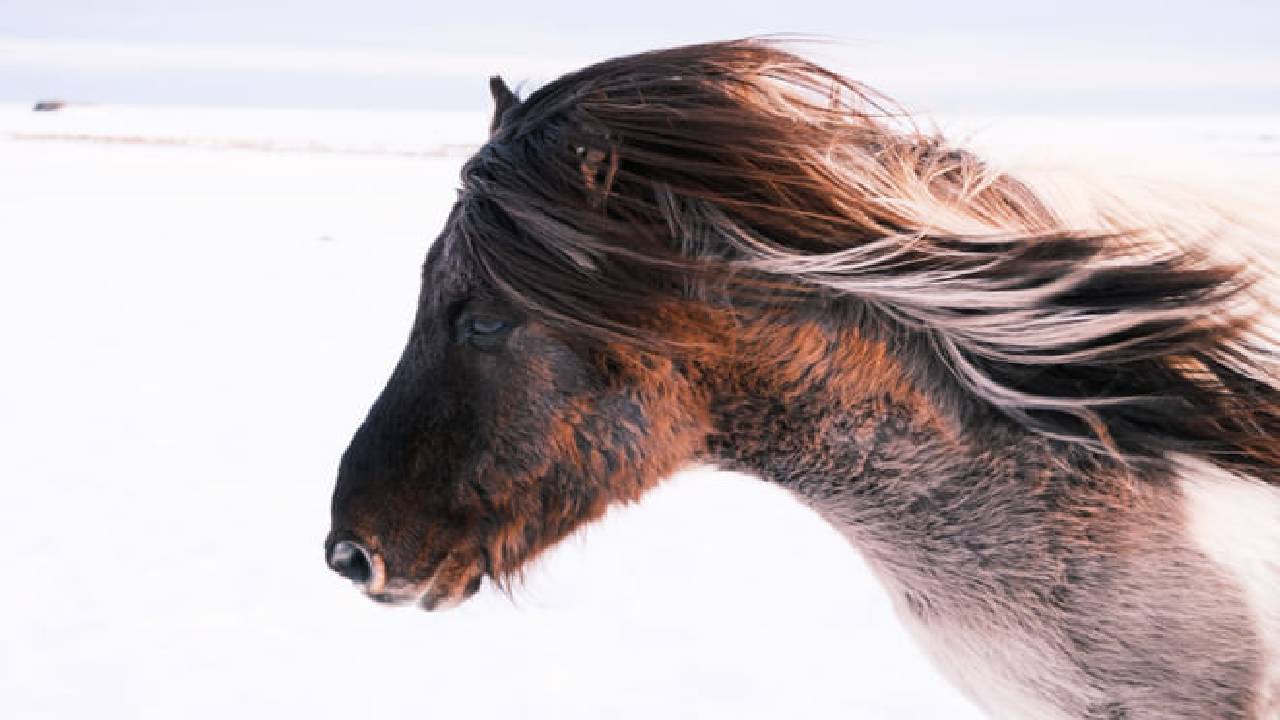 Private Golden Circle Tour – Fully Customizable Adventure