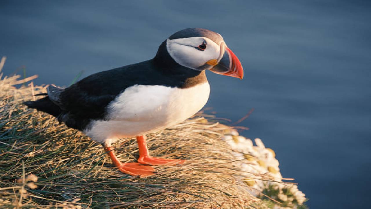 Private South Coast Adventure – Design Your Ultimate Icelandic Journey