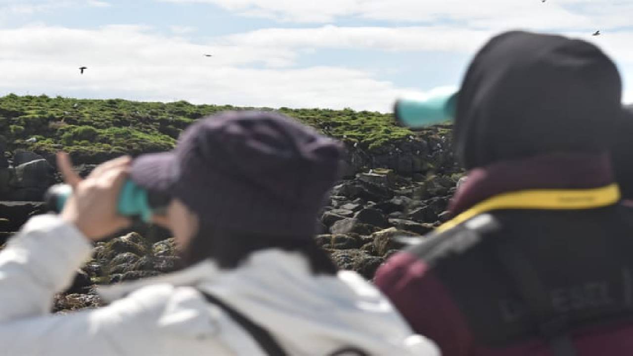 Reykjavík Classic Puffin Watching