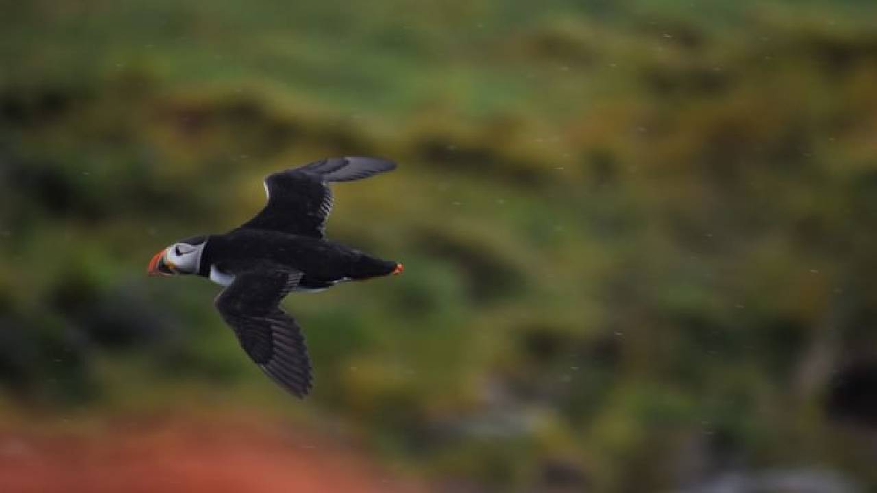 Reykjavík Classic Puffin Watching
