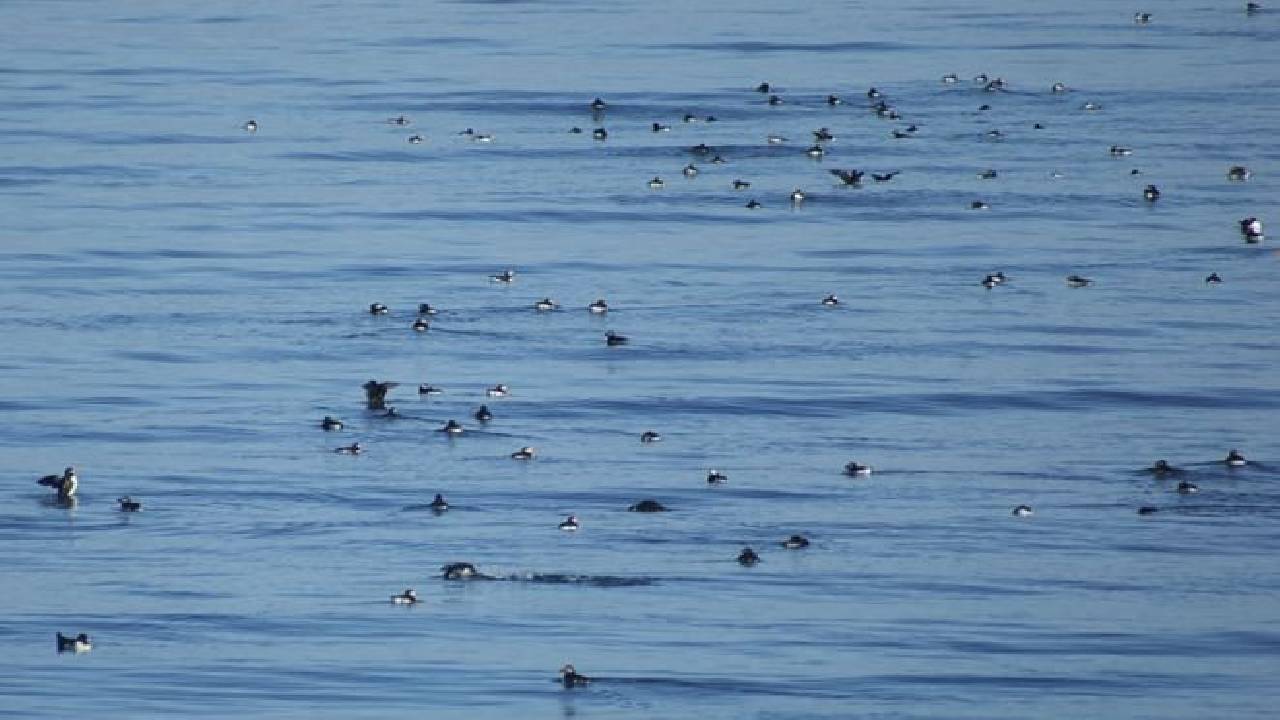 Reykjavík Classic Puffin Watching