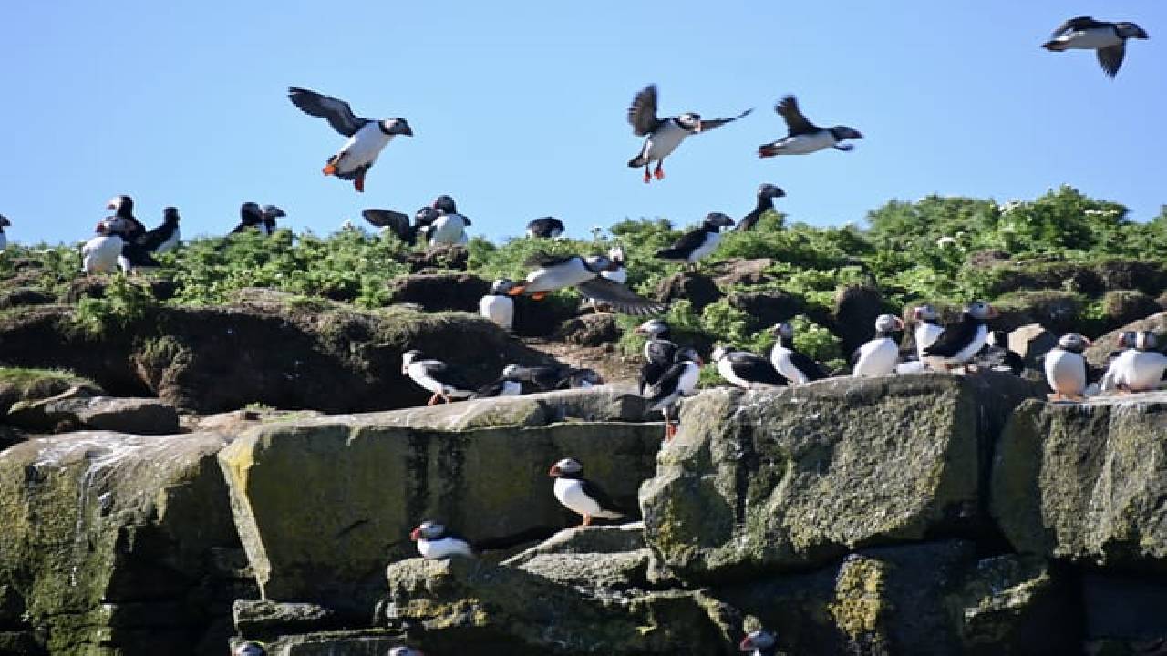 Reykjavík Classic Puffin Watching