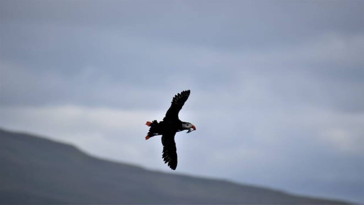 Reykjavík Classic Puffin Watching