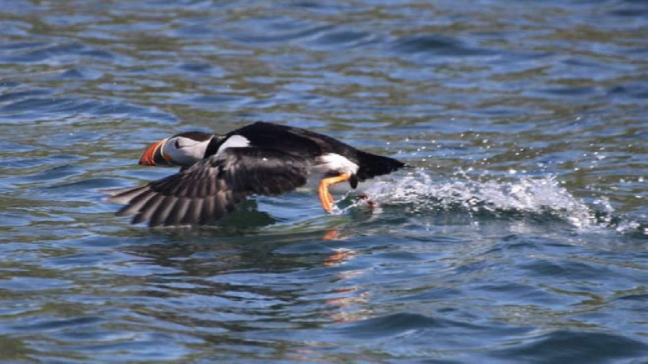 Reykjavík Classic Puffin Watching