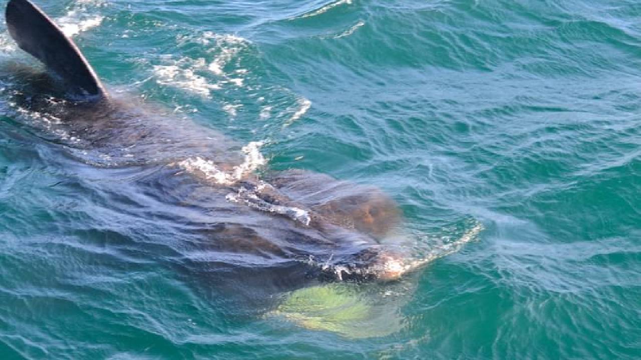 Reykjavík Classic Whale Watching 