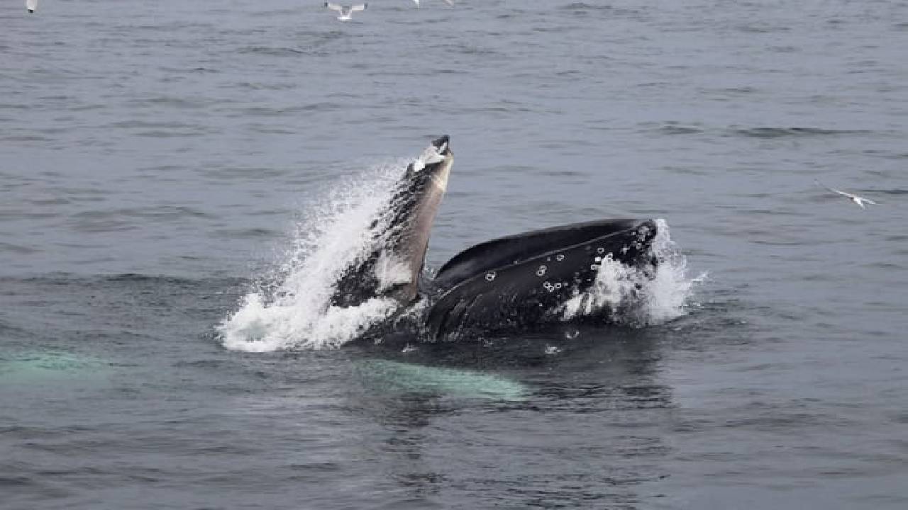 Reykjavík Classic Whale Watching 