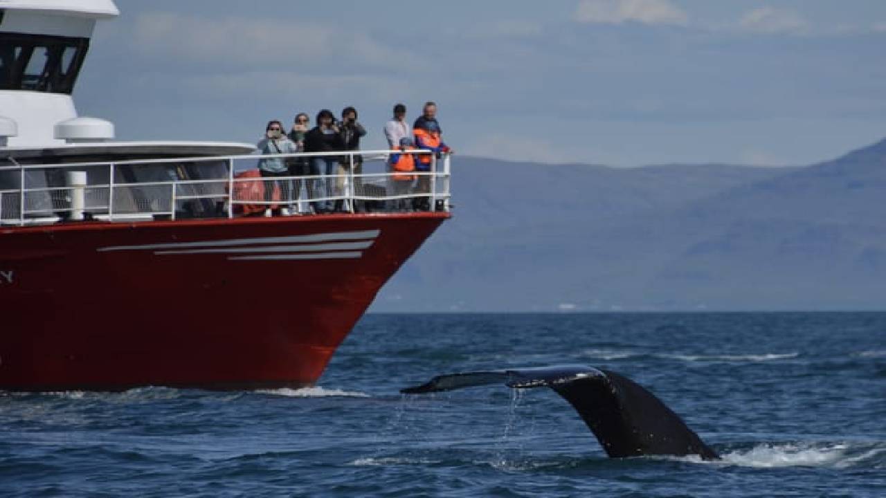Reykjavík Classic Whale Watching 