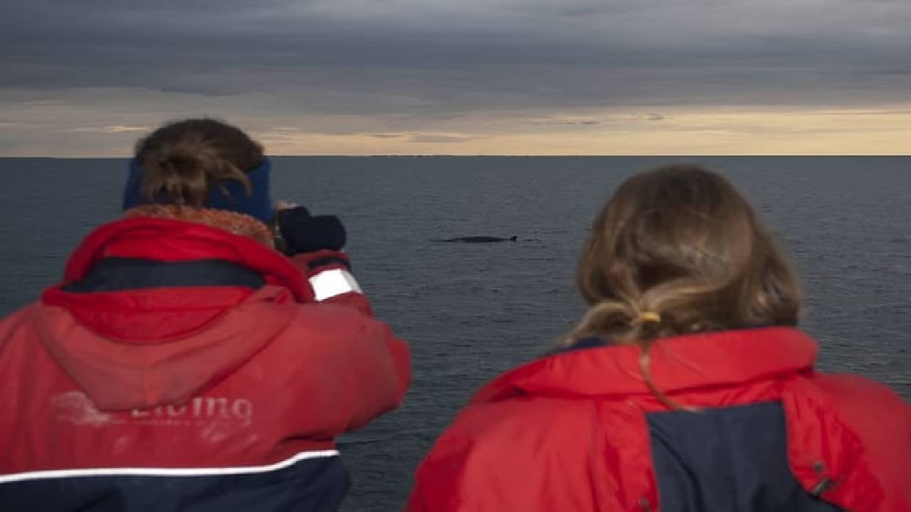 Reykjavík Classic Whales in the Midnight Sun