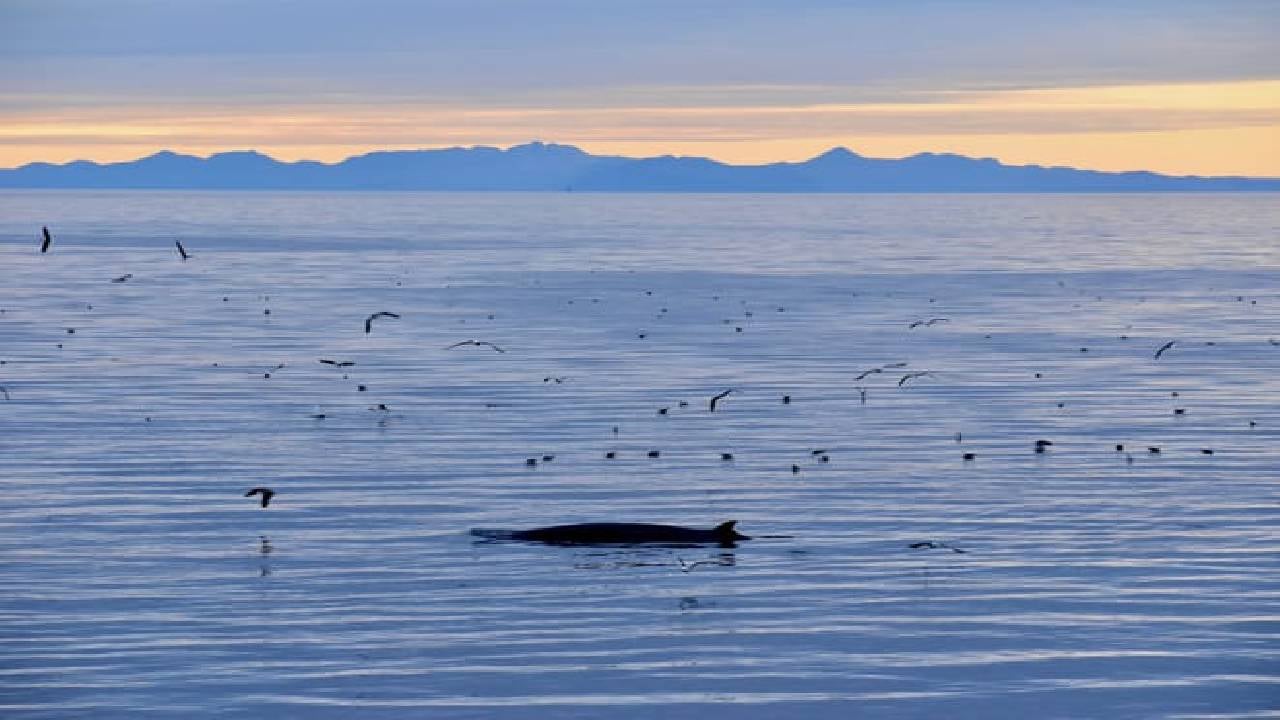 Reykjavík Classic Whales in the Midnight Sun