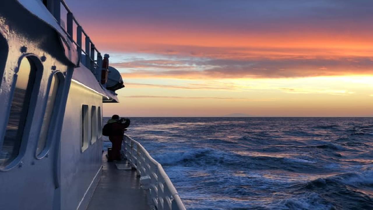 Reykjavík Classic Whales in the Midnight Sun