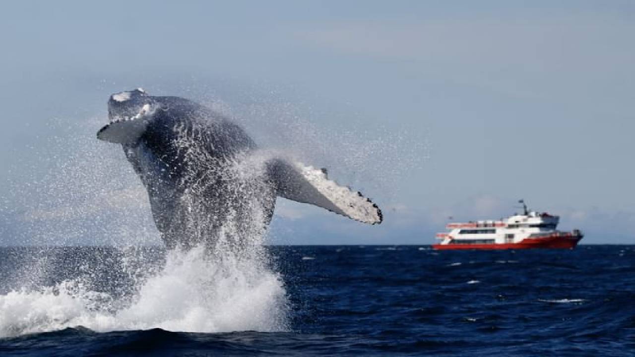 Reykjavík Whales & Puffins
