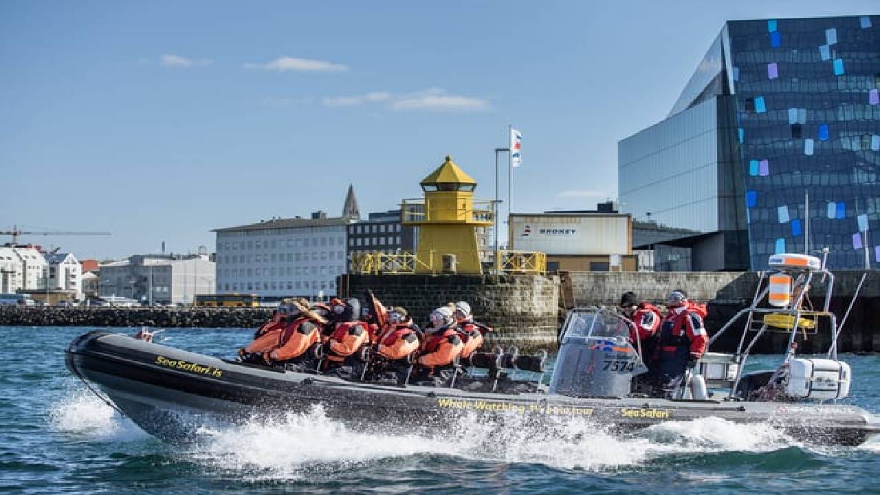 Reykjavík Premium Whale Watching