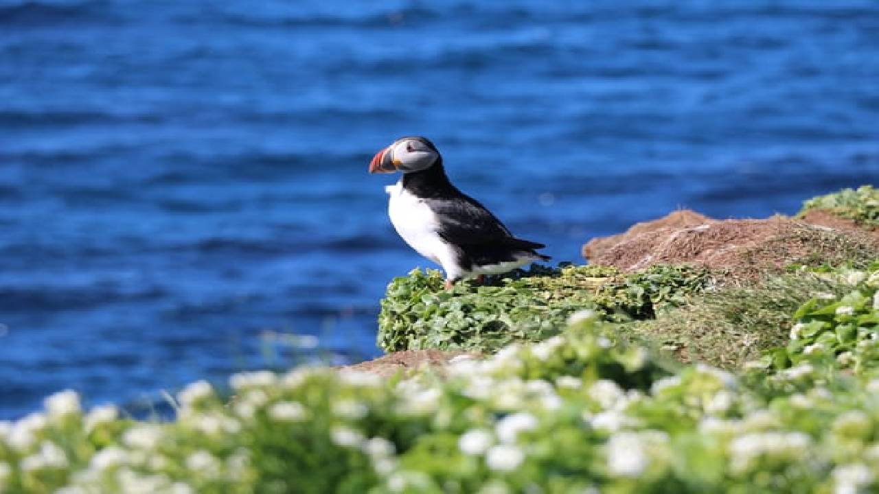 Reykjavík Premium Whale Watching
