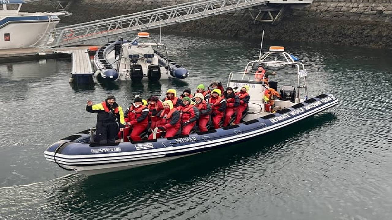 Reykjavík Premium Whale Watching