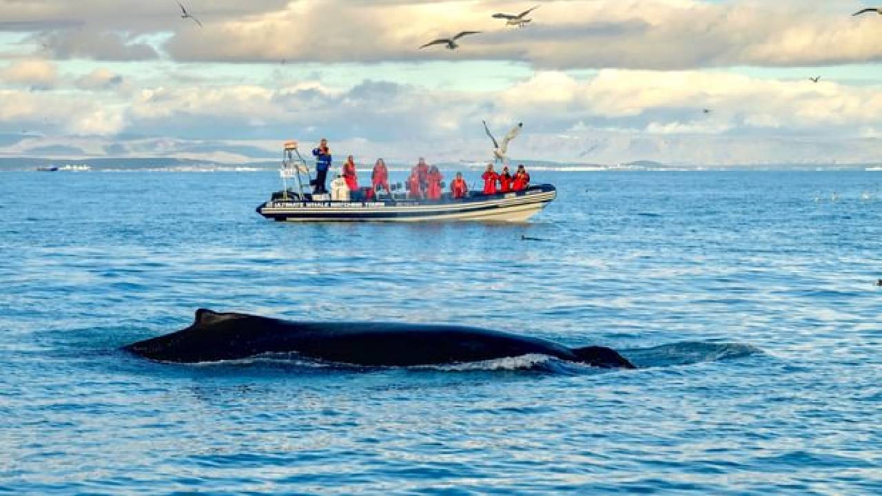 Reykjavík Premium Whale Watching