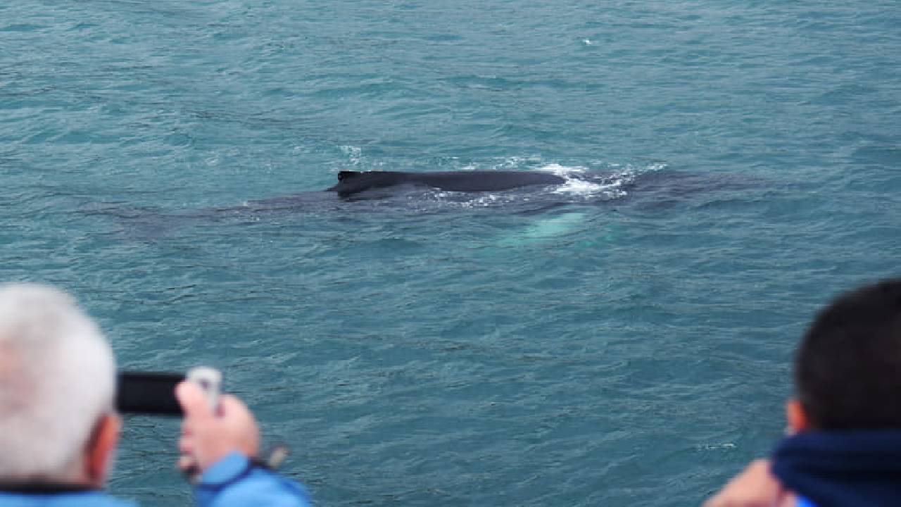 Whale Watching from Reykjavík & Akureyri