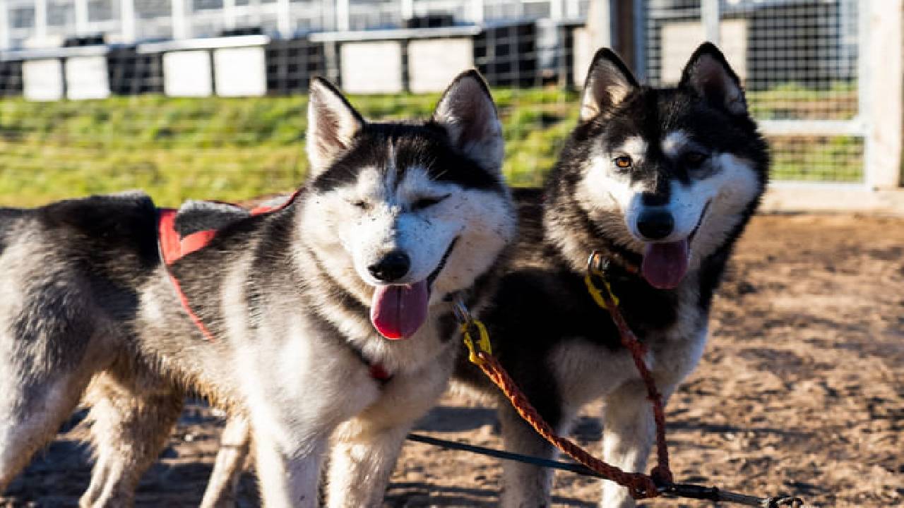 Husky Safari Autumn Tour & Barbeque - 6-10 km Self-Driving Mushing - Small Group