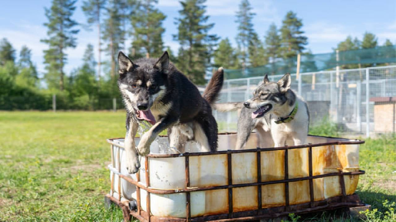 Husky Safari Autumn Tour & Barbeque - 6-10 km Self-Driving Mushing - Small Group
