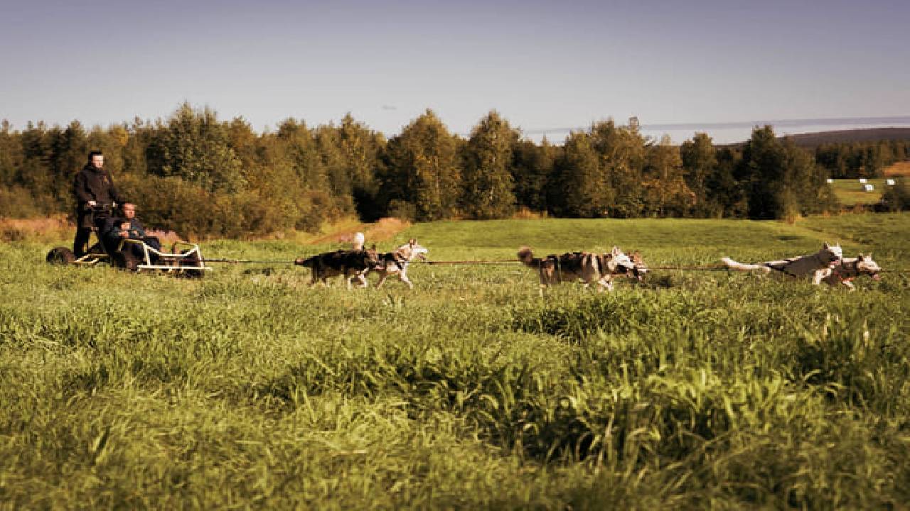 Husky Safari Autumn Tour & Barbeque - 6-10 km Self-Driving Mushing - Small Group