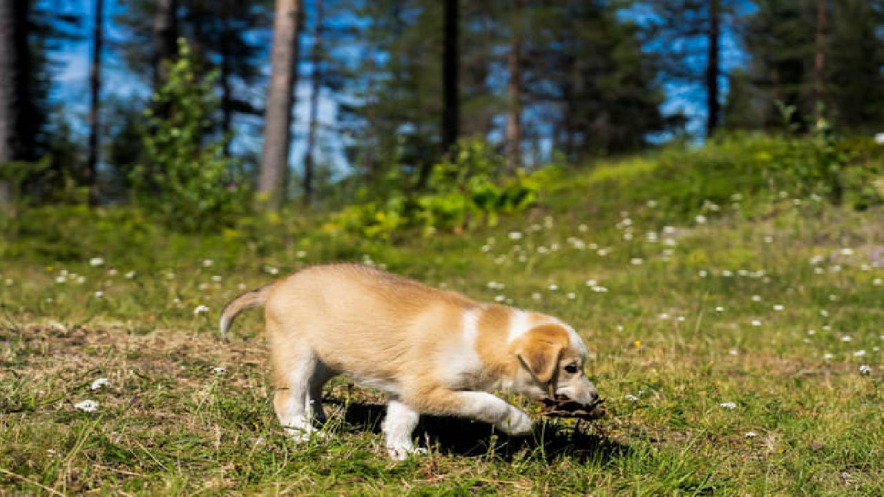 Husky Safari Autumn Tour & Barbeque - 6-10 km Self-Driving Mushing - Small Group