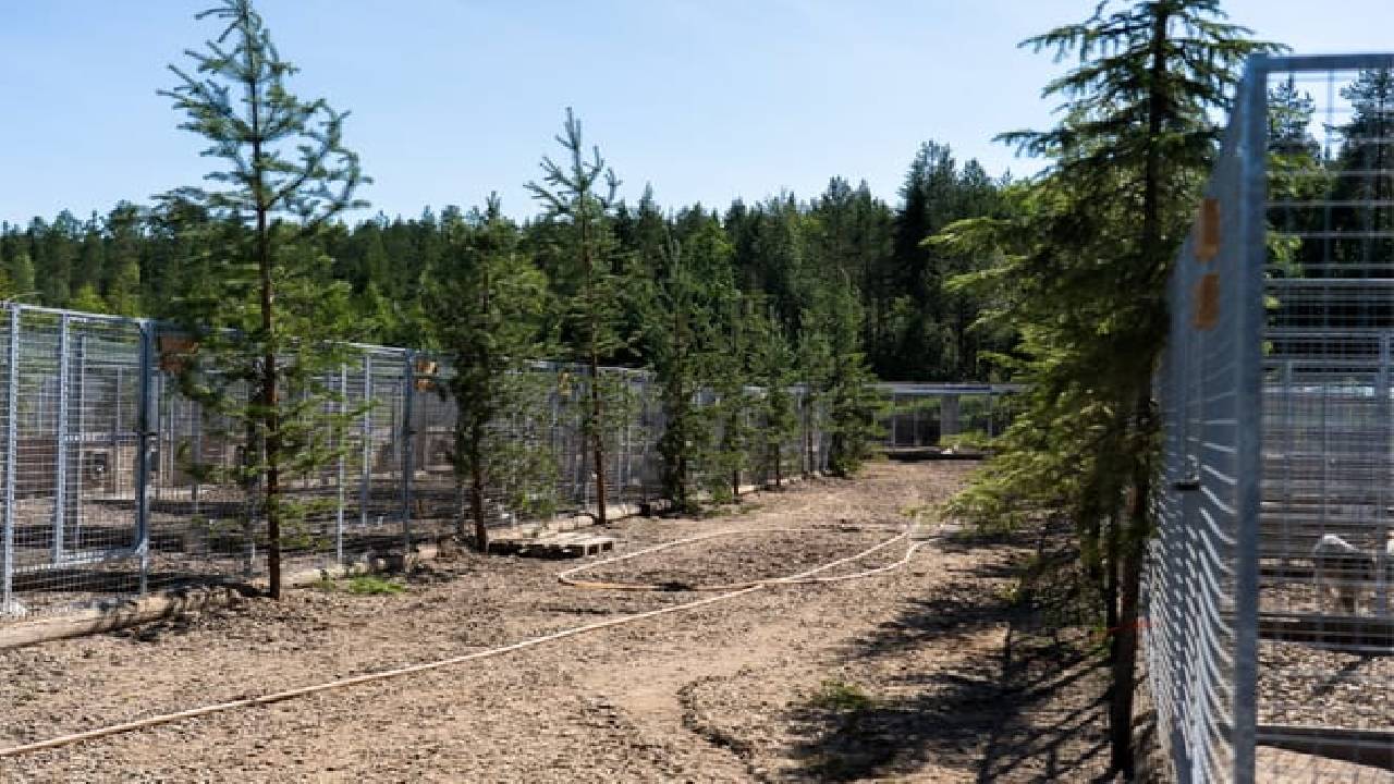 Husky Safari Autumn Tour & Barbeque - 6-10 km Self-Driving Mushing - Small Group