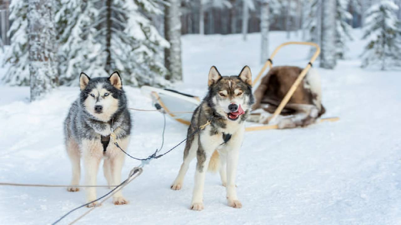 Husky Safari Winter Tour & Barbeque - 6-10 km Self-Driving Mushing - Small Group