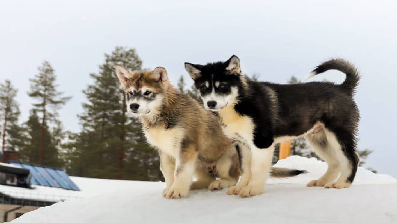 Husky Safari Winter Tour & Barbeque - 6-10 km Self-Driving Mushing - Small Group
