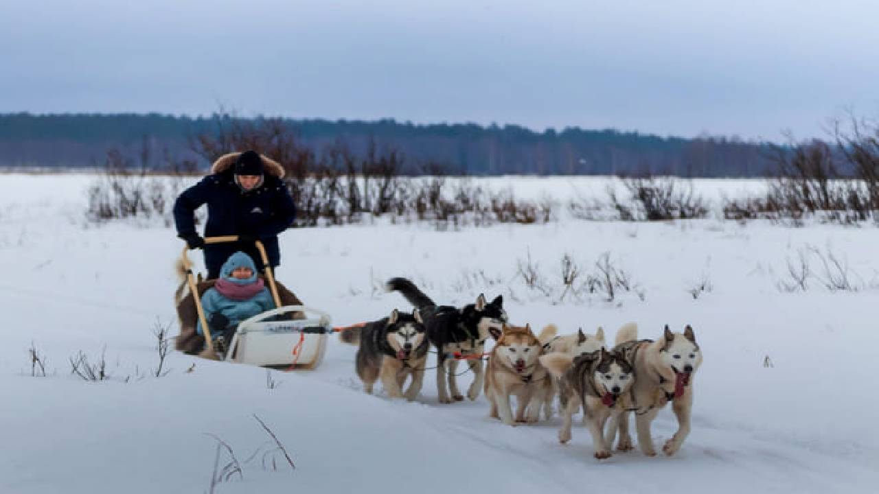 Husky Safari Winter Tour & Barbeque - 6-10 km Self-Driving Mushing - Small Group