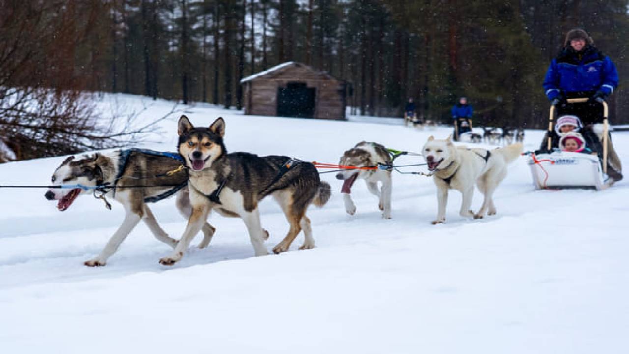 Husky Safari Winter Tour & Barbeque - 6-10 km Self-Driving Mushing - Small Group